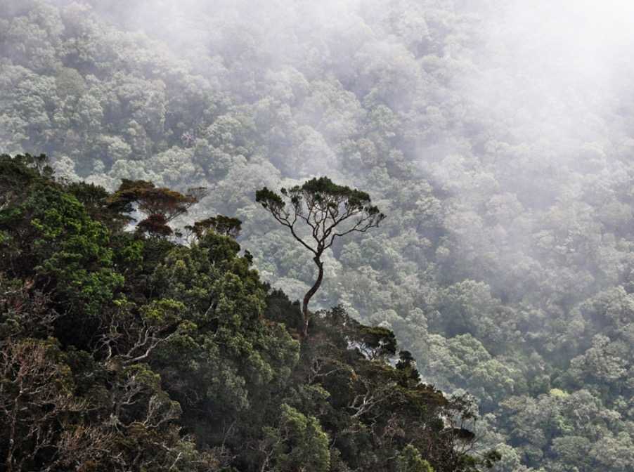 Dayagama  ⇌ Horton Plains